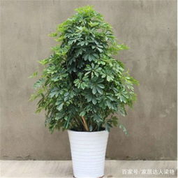 家里的绿植叶子发黄怎么办